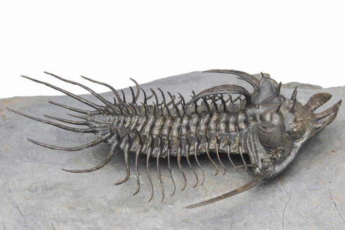 Alien-Looking Quadrops Trilobite - Spectacular Preparation #222208